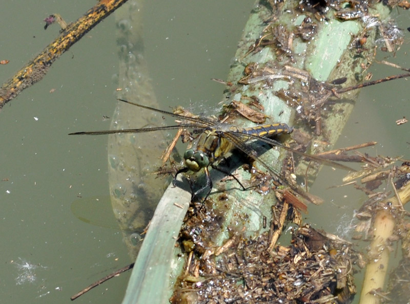 Orthetrum cancellatum?